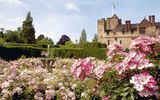 Rosen vor Leeds Castle