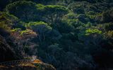 Wanderweg durch Pinienwald auf Elba