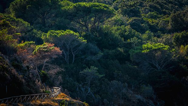 Wanderweg durch Pinienwald auf Elba