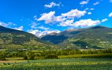 Vinschgau im Sommer - Apfelplantagen