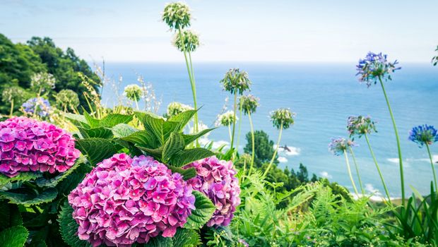 Botanischer Garten, Madeira