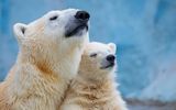 Polarbär kuschelt sich warm