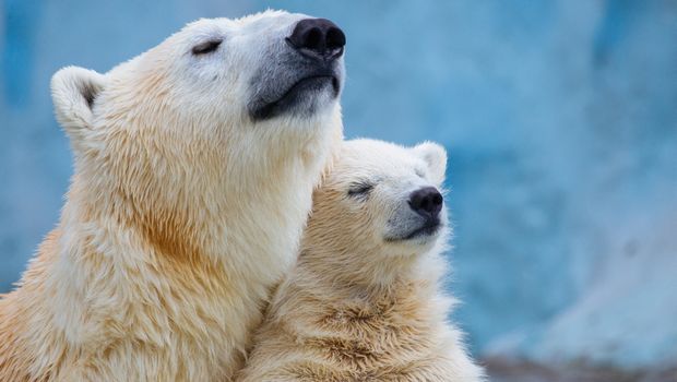 Polarbär kuschelt sich warm