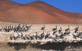 Islas Ballestas