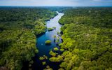 Amazonas Regenwald