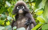 Südliche Brillenlangur auf Langkawi