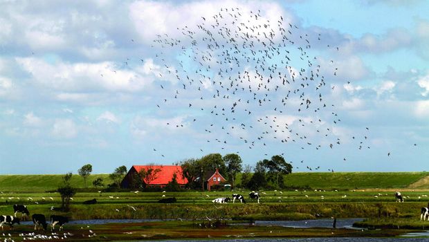 Texel