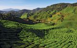 Teeplantage