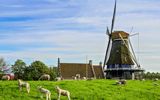 Windmühlen und Deich in Medemblik