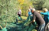 Event Oliven Ernte