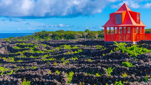 Vulkanische Weinberge auf der Insel Pico in Portugal