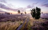 Lüneburger Heide, Wacholderheide