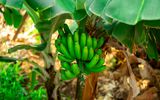 Bananenplantage auf Madeira