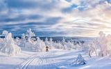 Langlauf in Lappland