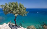 Baum in Zypern