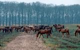 Pferdeweide im Hollaendischen Nationalpark de Hoge Veluwe