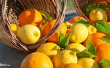 Orangen und Zitronen