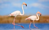 Flamingos in der Camargue