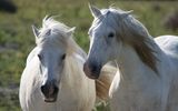 Camargue Pferde