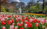 Tulpenpracht