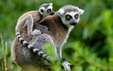 Lemur
