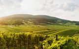 Wienerwald Gumpoldskirchen Weingärten
