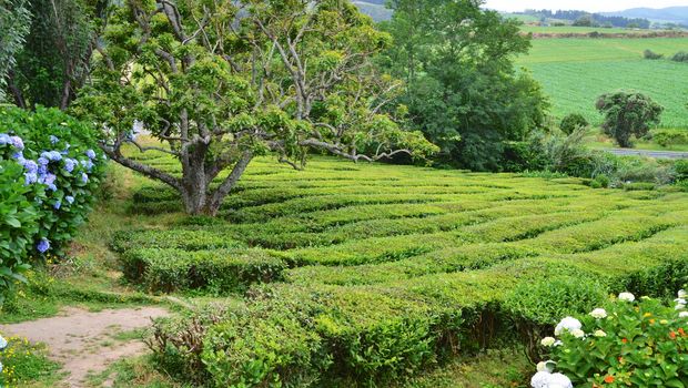 Teeplantage auf Sao Miguel