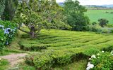 Teeplantage auf Sao Miguel