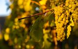Weinregion Wachau