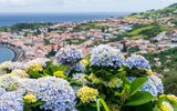Hortensien Insel Faial Azoren