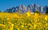 Wilder Kaiser mit Sommerwiese © tvbwilderkaiser