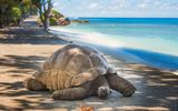 Riesenschildkröte auf Aldabra