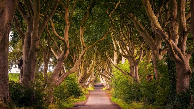Dark Hedges