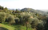 Olivenernte