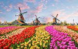 Landschaft mit Tulpen und traditionellen niederländischen Windmühlen