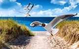 Möwen im Sommerwind