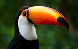 Tucan im Iguazu Nationalpark