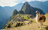 Lama und Machu Picchu