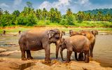Pinnawala Elephant