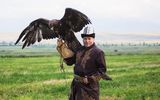 Falkner mit Steinadler