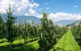 Äpfel im Vinschgau