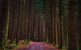 Tollymore Wald