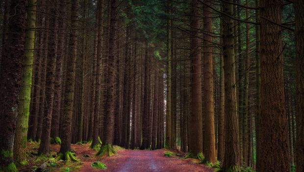 Tollymore Wald