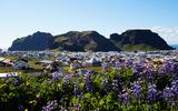 Violette Blüten, Westman Islands