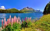 Lupinen am Silsersee im Engadin