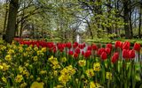 Tulpen und Narzissen