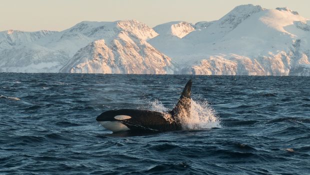 Orca in Nordnorwegen
