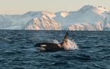 Orca in Nordnorwegen