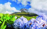 Hortensien und im Hintergrund Vulcan Pico