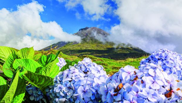 Hortensien und im Hintergrund Vulcan Pico
